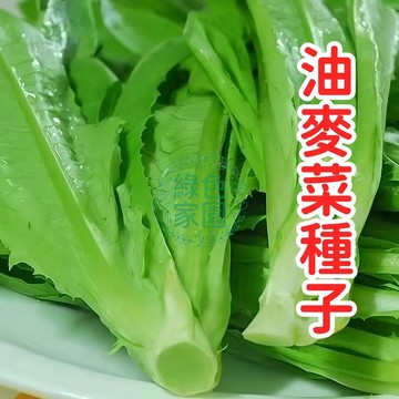 油麥菜種子 臺灣全年可播 清脆油綠 耐熱耐寒 生長快速 家庭陽臺菜園必備 葉用萵苣 新鮮採收 高發芽率