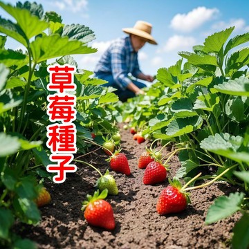 現貨現發【草莓種子】稀有草莓種子 四季陽台庭院盆栽水果種子  香甜奶油草莓 沾土就活 新手推薦 陽臺庭院輕鬆豐收