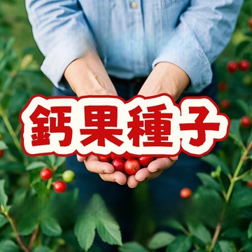 原生種鈣果種子 盆栽植物 稀有品種 自種果園 耐旱好養 山裡紅 鮮食品種 花果觀賞 家庭農場 陽臺種植 實生苗 秋收