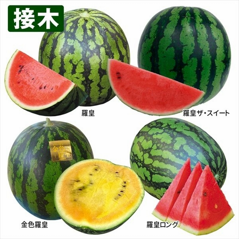 苗 スイカ 野菜 激ウマスイカ四皇セット 4種4株 接木野菜苗 すいか 苗 大玉スイカ苗 接木 通販 Lineポイント最大0 5 Get Lineショッピング