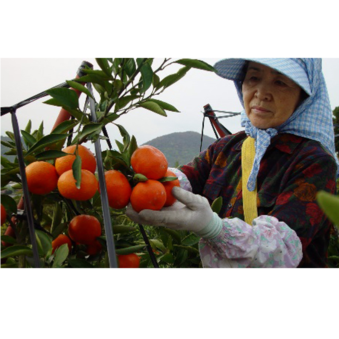 香川県オリジナル品種 小原紅早生みかん（金時紅）約2.5kg 化粧箱入