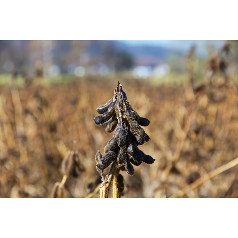 黒千石大豆納豆（30g×40個)×1箱(たれ・わさび付）北海道産 冷凍配送