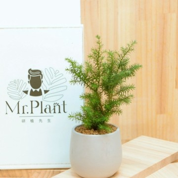 【拈花x研植】絲柏│3.5吋水泥盆│窗邊植物│新手植物│淨化空氣│招財植物│觀葉植物│質感盆栽