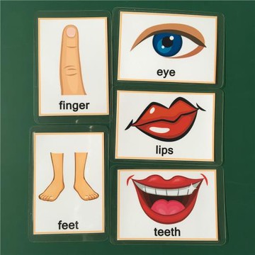 英語身體部位卡片 單詞卡 防水防撕 教師教具