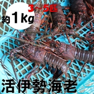 天然活伊勢海老 約1kg(御坊産)