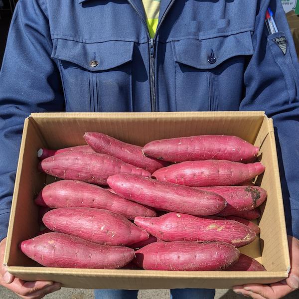 千葉県または茨城県産 紅はるか S〜Mサイズ5kg