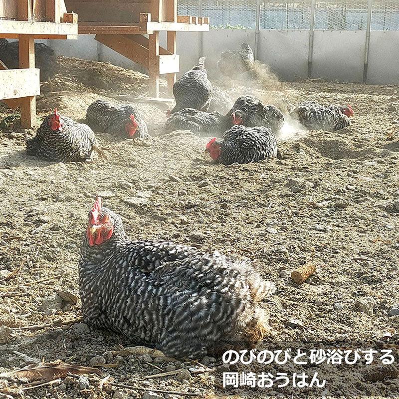 平飼い卵 22個（ 2個保証分）計24個 ななエッグ 北海道七飯町産 純国産地鶏 岡崎おうはん 有精卵 平飼いたまご たまご 卵