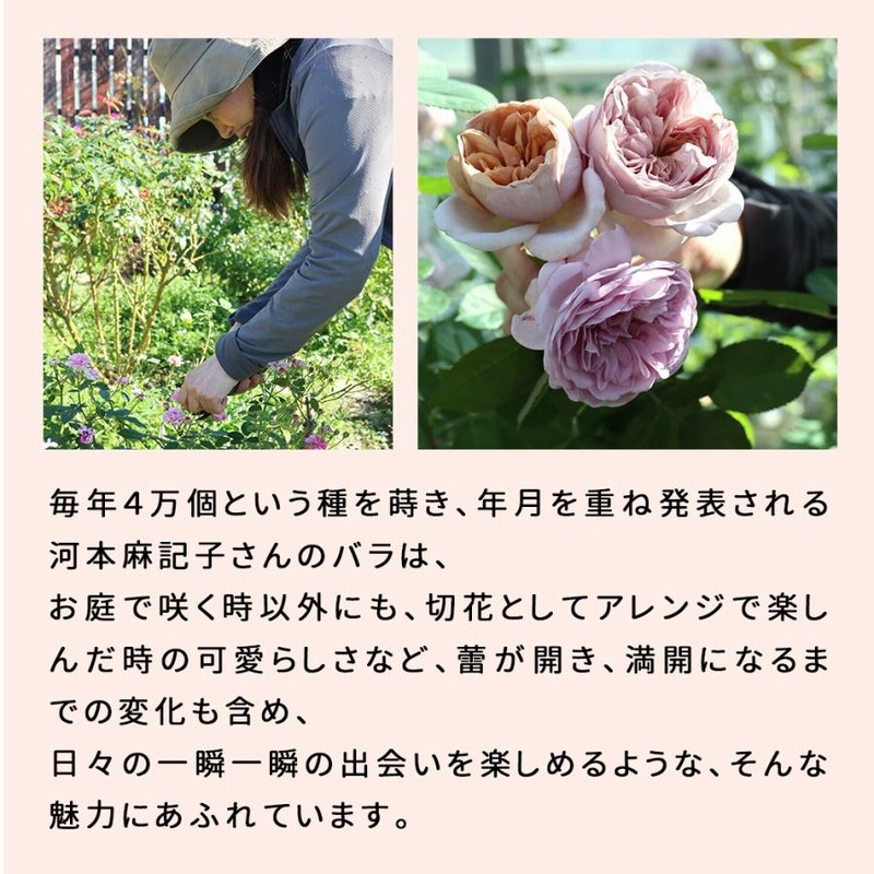 楽天市場】バラ苗 【沙紗 (サーシャ)】 (新苗植え替え