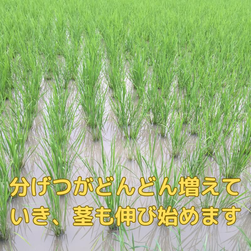 米10Kg 送料無料 特別栽培米 徳島県産 あわみのり 精米 令和5年産 新米