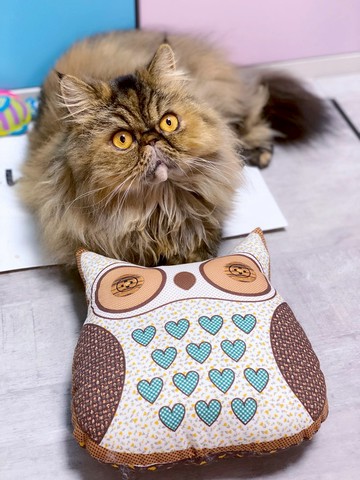 貓頭鷹玩偶擺設品 貓咪的抱枕