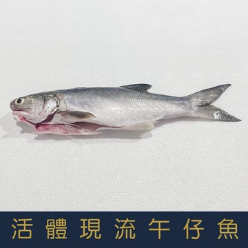 【就是愛海鮮】 活體現流午仔魚200-250g【冷凍真空出貨】細嫩鮮美口感綿密[量大可配合批發/團購]