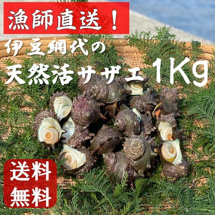 伊豆 網代 漁師直送 天然 活 さざえ 1Kg 送料無料 ギフトに  BBQに