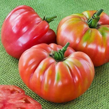 青禾園藝（德國粉番茄種子FQ-19）🍅德國巨型番茄可留種雞尾酒條紋味濃彩虹牛排西紅柿盆栽果菜蔬菜種子#tomato