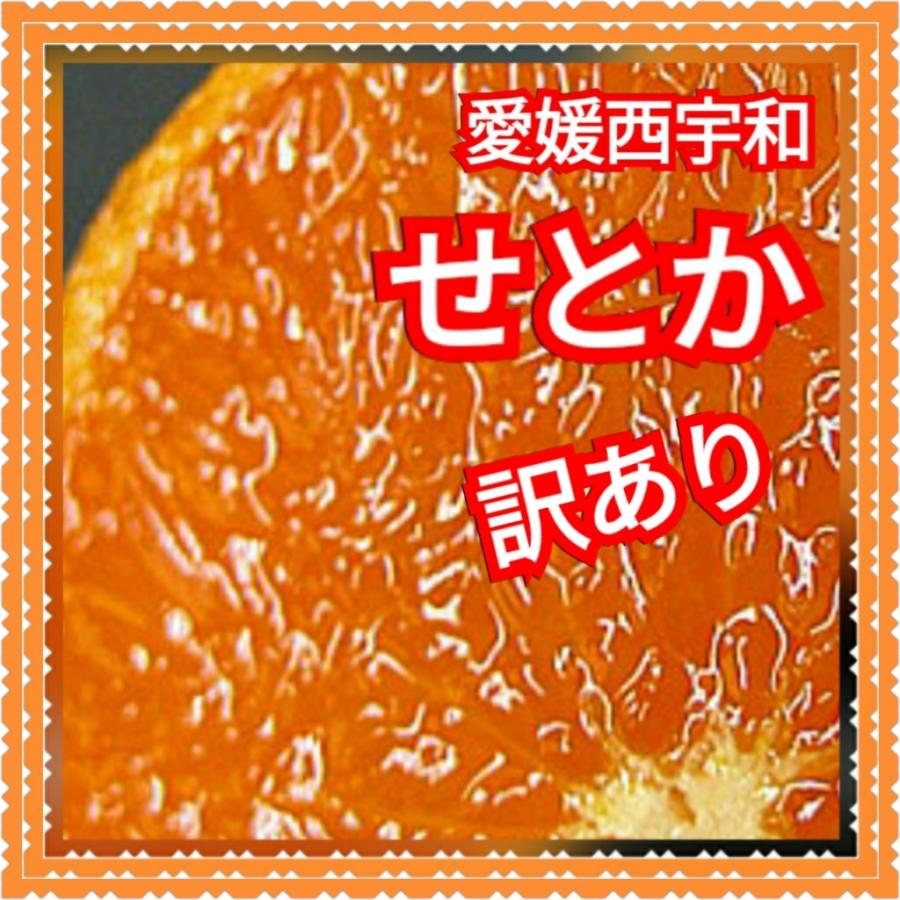 愛媛西宇和　訳あり家庭用　 せとか　　2キロ　　フルーツ　果物みかんおやつ柑橘農家　家庭用訳あり大トロ