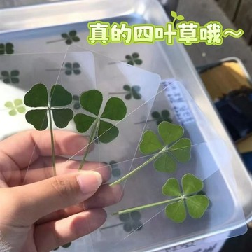 臺灣出貨⚡可愛倖運四葉草天然原草透卡全新款標本許願治癒清新簡約風透明卡 MENP