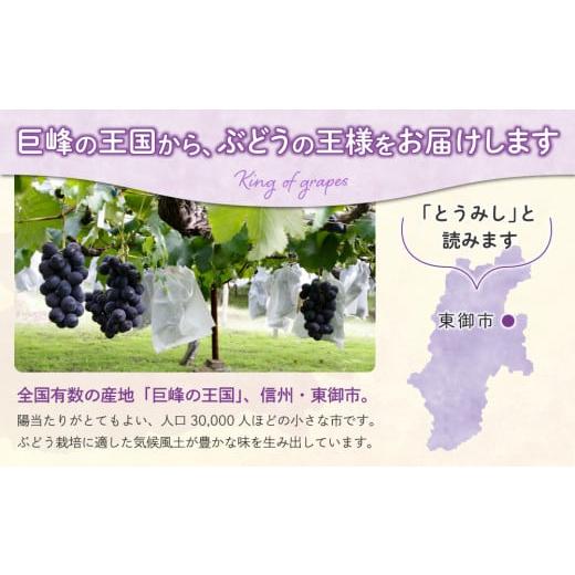 ふるさと納税 長野県 東御市 東御市産種なし巨峰約2kg　※9月〜10月上旬お届け