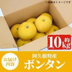 ふるさと納税 ＜先行予約受付中！2024年1月より順次発送＞阿久根特産 ボンタン(10kg) 国産 果物 ボンタン ぼんたん フルーツ スイーツ 贈答.. 鹿児島県阿久根市