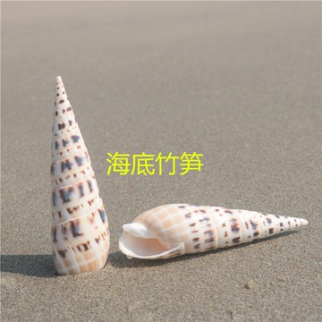 【螺貝藝】天然海螺貝殼竹筍螺魚缸造景裝飾家居擺件收藏拍攝道具