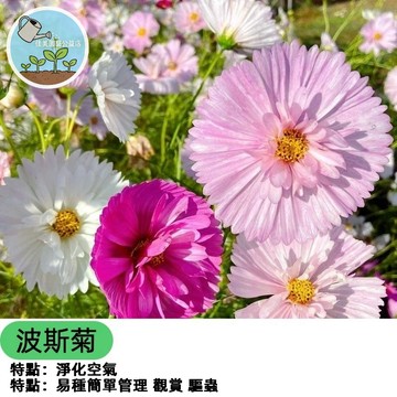 蛋撻波斯菊種子 秋櫻 大波斯菊 格桑花花種 爆花盆栽 易種好養 庭院花海 陽台風景 四季可播 蜜源植物 開花不斷