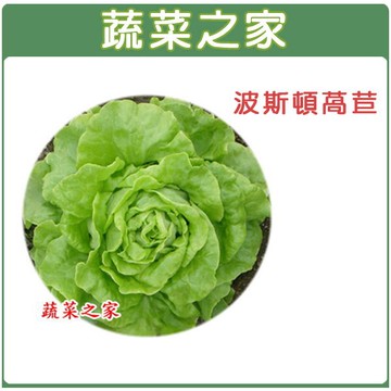 【蔬菜之家】A21.波斯頓萵苣種子(共有2種包裝可選)
