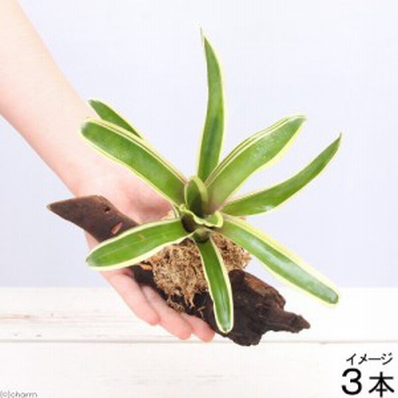 観葉植物 テラリウム向け ネオレゲリア 流木付 小 約１５ｃｍ ３本 ブロメリア 通販 Lineポイント最大1 0 Get Lineショッピング