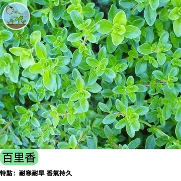 【廚房必備】百里香種子 西式香草 陽台盆栽 料理調味必備 泡茶驅蟲 耐旱好種     新手推薦 四季可種