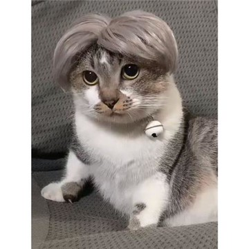 坤坤同款寵物假發中小型貓狗中風貍花貓假發時尚個性狗狗假發頭飾