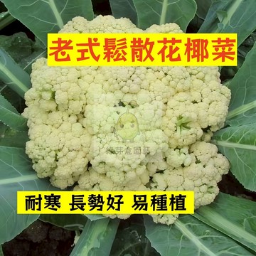 🌱早熟高產（老式鬆散花椰菜種子HYC-11）株型強壯 耐寒性強 菜花 易生長  高產 抗病抗旱易種植 高產蔬菜種子