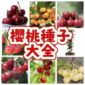 🍒【櫻桃種子】🍒果實較大高產型庭院陽台盆栽種籽四季可種植  果樹櫻桃種子 水果盆栽種子 超甜品種