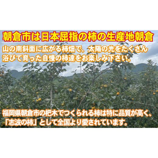 ふるさと納税 福岡県 朝倉市 2023年先行予約 志波の富有柿 M〜2Lサイズ×約12個入（冷蔵）※配送不可：離島