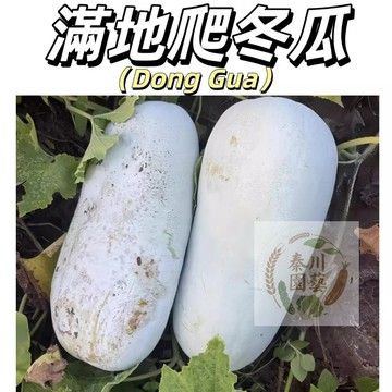 嘉儀現貨（滿地爬冬瓜種子）滿地爬小冬瓜毛節瓜香芋冬瓜粉皮大冬瓜黑皮冬瓜冰川冬瓜四季陽台高產早熟蔬菜好癢易活型種子