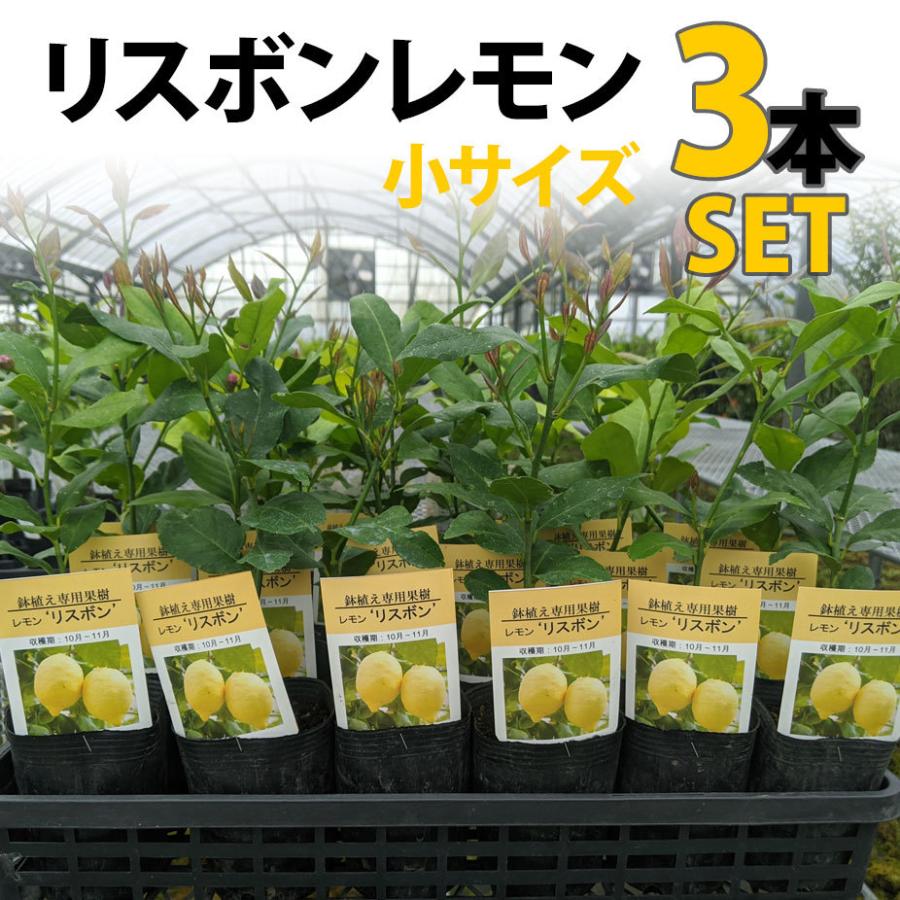 レモン 苗木 リスボン 鉢植え 接ぎ木苗 ポット植え 柑橘 果樹 れもん