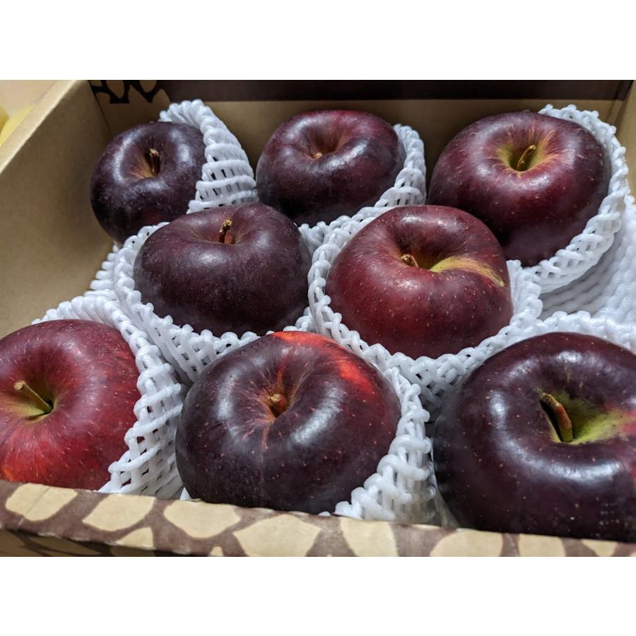 りんご 蜜入 こうみつ 3kg 8〜10個 山形県天童市 リンゴ 林檎 《12 7頃〜12 中旬の出荷》