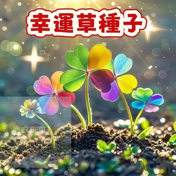 隔日達（ 幸運草種子） 四葉草 品質保障 發芽率高  四季可播 觀賞綠化 耐寒 新手易種易活 輕鬆爆盆