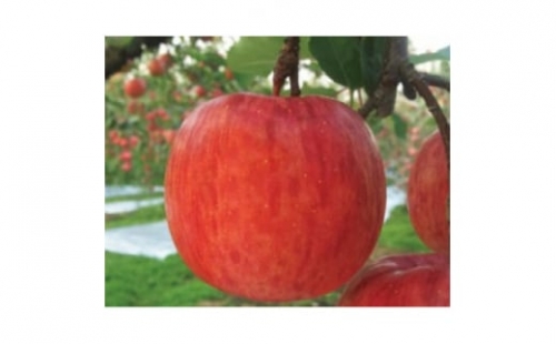 りんご 「サンふじ紅虎」 家庭用 約5kg