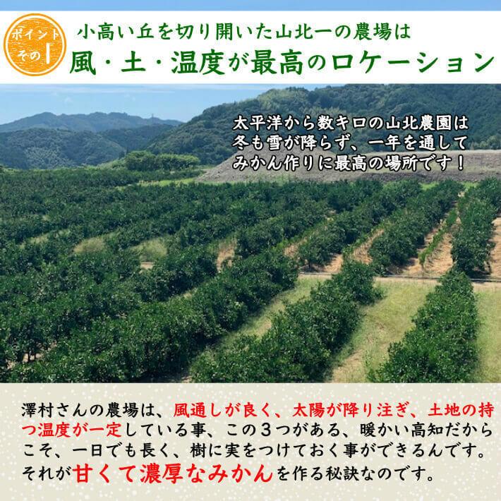 山北みかん 減農薬 優品 約5kg 生産者限定 温州みかん お歳暮 高知県産