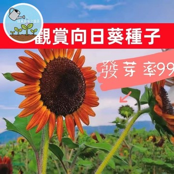 【多品種可選】觀賞向日葵種子  小太陽花 盆栽陽台好種 開花推薦 易栽種 花期長 迷你葵花籽 四季可播 庭院花卉種子