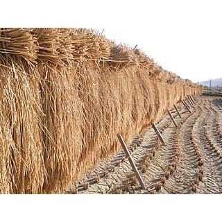 はぜかけ玄米5kg 　(天日干し・自然乾燥)　石川ファーム自然栽培米 無農薬　R5年新米