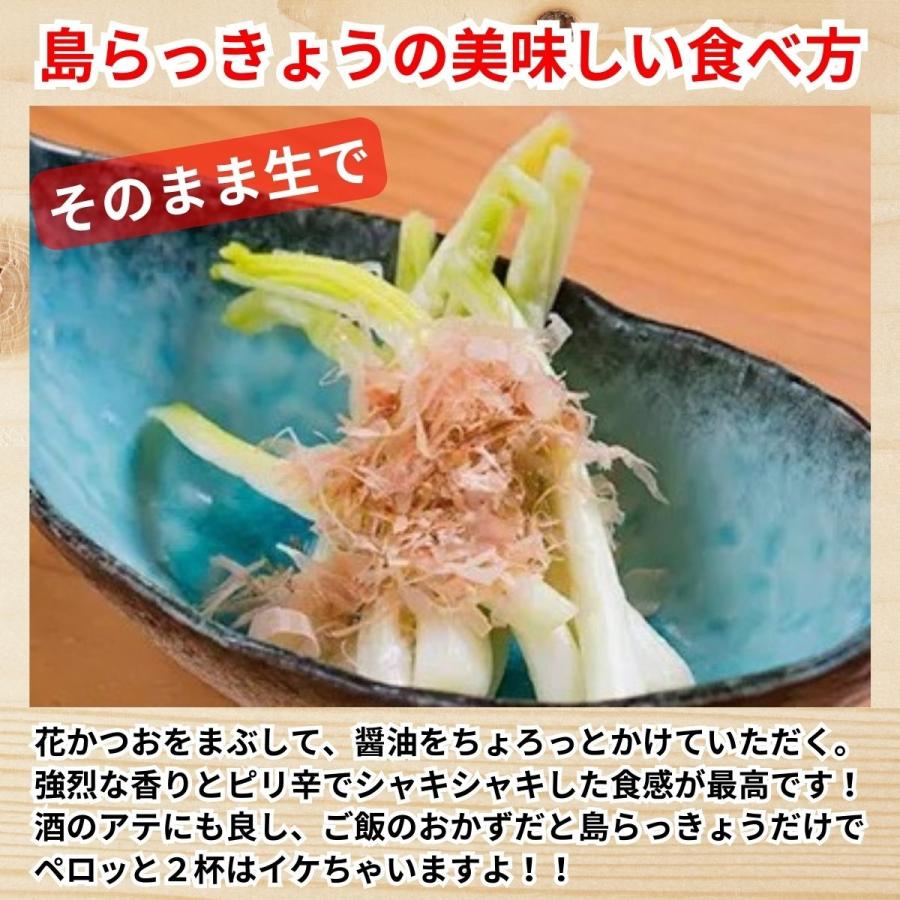 島らっきょう １ｋｇ沖縄産 おいしい しまらっきょう 土付き 島野菜 らっきょう エシャロット 玉ねぎ しゃきしゃき ビール 酒 肴 アテ おつまみ 天ぷら うまい