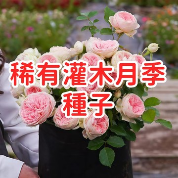 【稀有灌木月季種子】 多年生 四季開花 濃香 重瓣 庭院陽台盆栽 玫瑰種子 易種植 開花機器