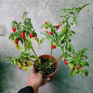 P老闆園藝~鬼椒 辣椒 5吋盆