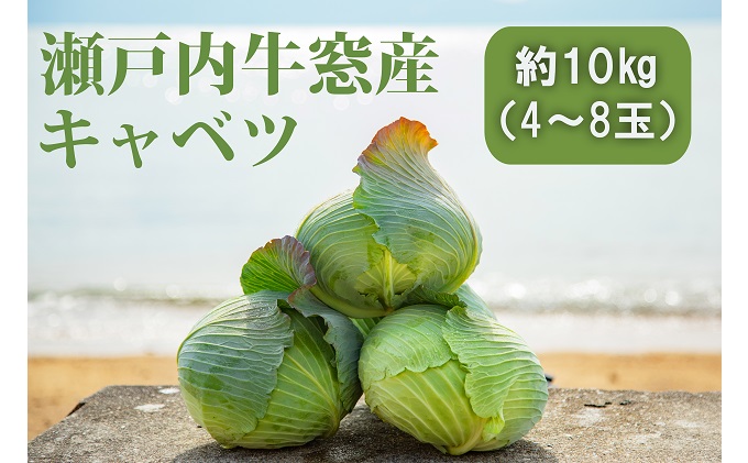 瀬戸内 牛窓産 キャベツ 約10kg（4～8玉） 野菜