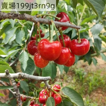 現貨🍒拉賓斯 Lapin櫻桃種子（50粒）🍒2025年新種 多年生車厘子種子 酸甜多汁果味濃風味極佳 高產型 庭院陽台