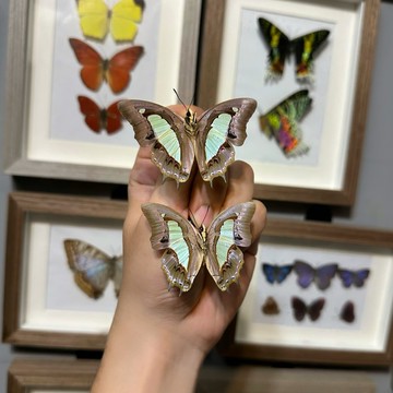 【現貨】🦋窄斑鳳尾蛺蝶🦋  蝴蝶 昆蟲 模型 乾貨三角紙包裝 #非活體 #類模型 #藝術品