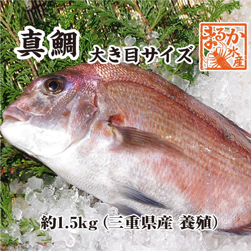 活〆 真鯛 大きめサイズ 1尾 1.5kg　[魚介類]