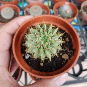 P老闆園藝~白獅子/仙人掌3吋盆 1吋盆