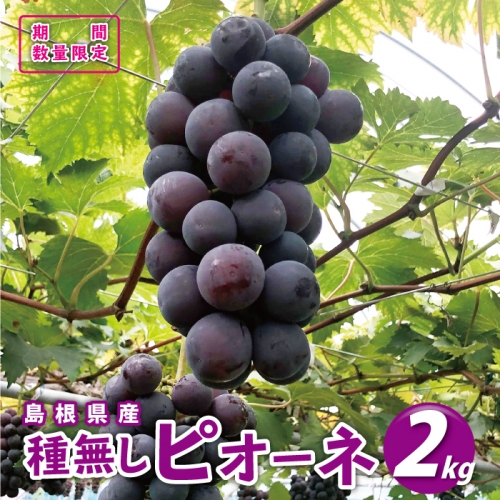 種無しピオーネ約2kg   9月中旬よりお届け