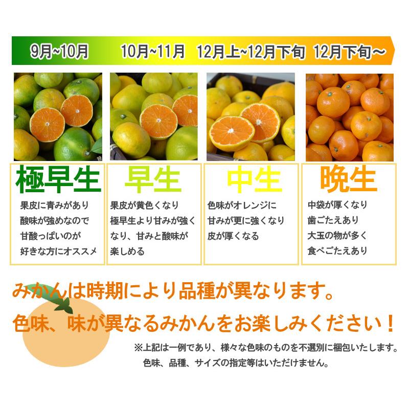 みかん 5kg（箱込約5kg）和歌山県産 訳あり・ご家庭用 送料無料（東北・北海道・沖縄県除く）（配達日指定不可）