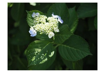 光與繡球花 | 攝影明信片 | 3 張一組 | No.36