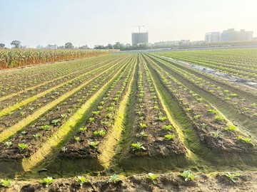 善化大同國小低總價農地｜台南市善化區東勢寮段二小段